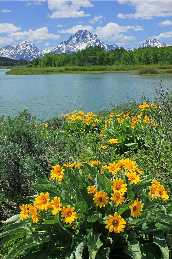 DM9225-Mt. Moran and Arrowleaf Balsamroot  Photograph by Ed  Cooper Photography