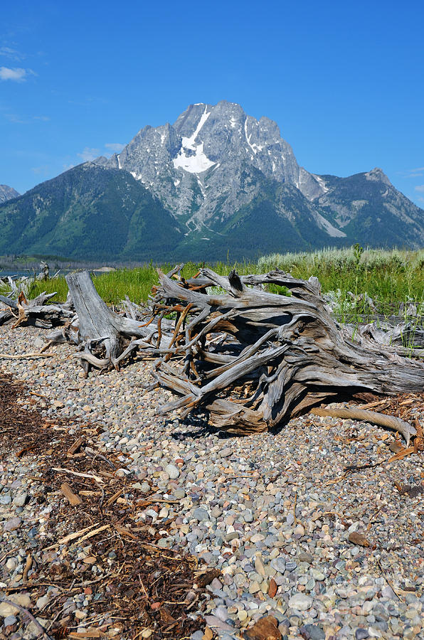 Mt Moran over Driftwood on the Shore of Elk Island Grand Teton National Park Photograph by Shawn OBrien