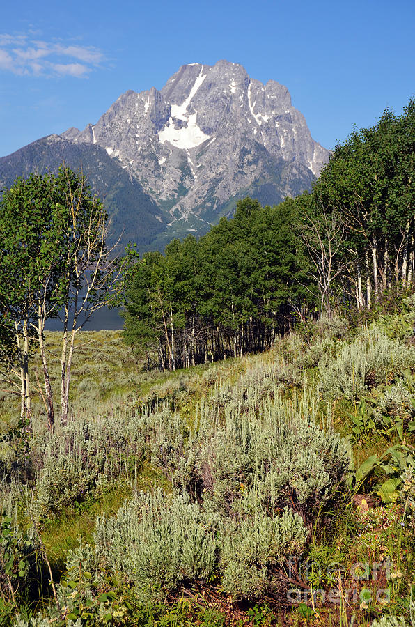 Mt Moran Over Sage And White Barked Brich On Elk Island Grand Teton National Park Photograph By Shawn O Brien