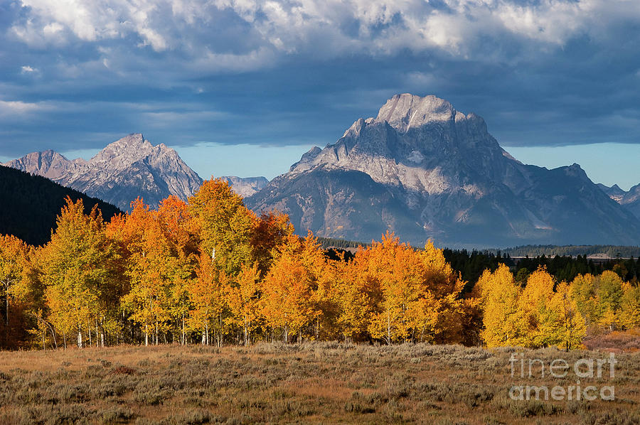 Mt. Moran with Autumn Aspens Photograph by Bob Phillips