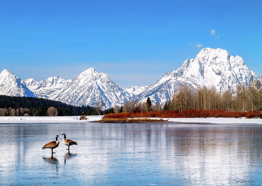 Mt Moran with Geese Photograph by Harold Coleman