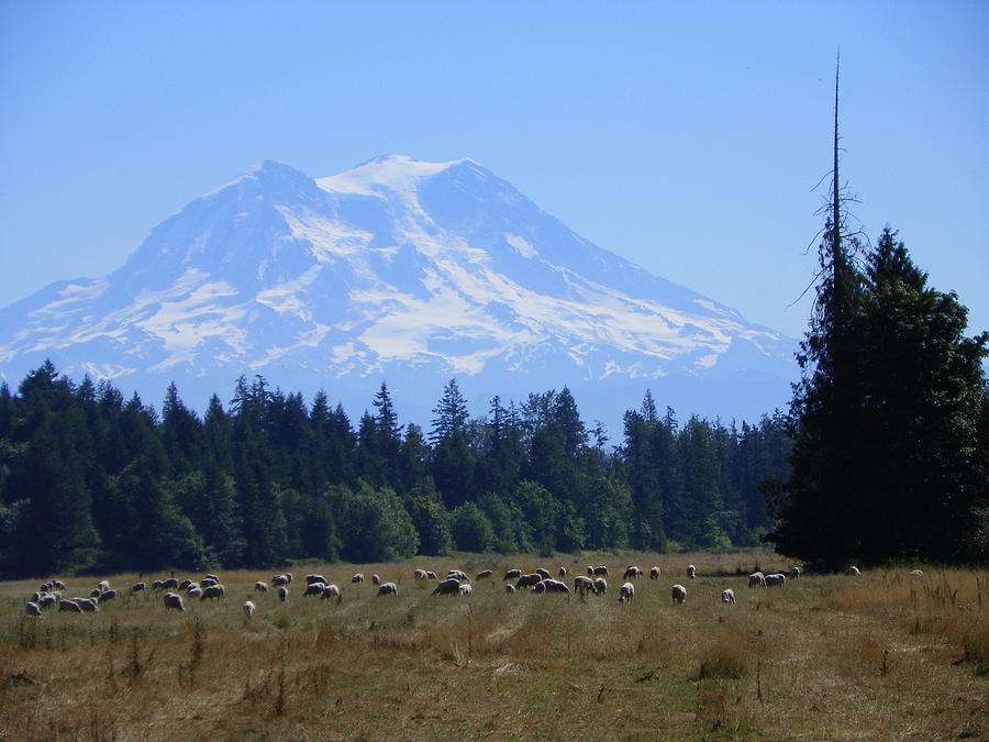Sheep Photograph - Mt Rainier    I by Laurie Kidd