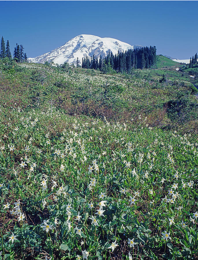 2M4883-Mt. Rainier and Avalanche Lilies Photograph by Ed Cooper ...