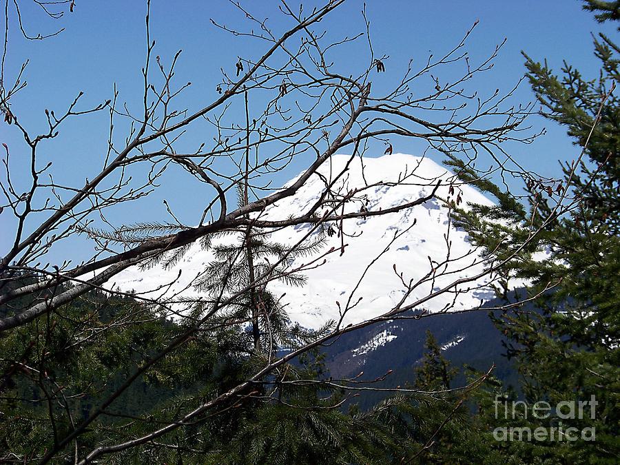 Mt Rainier and Trees Photograph by Charles Robinson