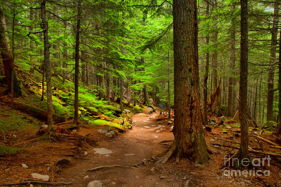 Mt Rainier Forest Path Photograph by Adam Jewell