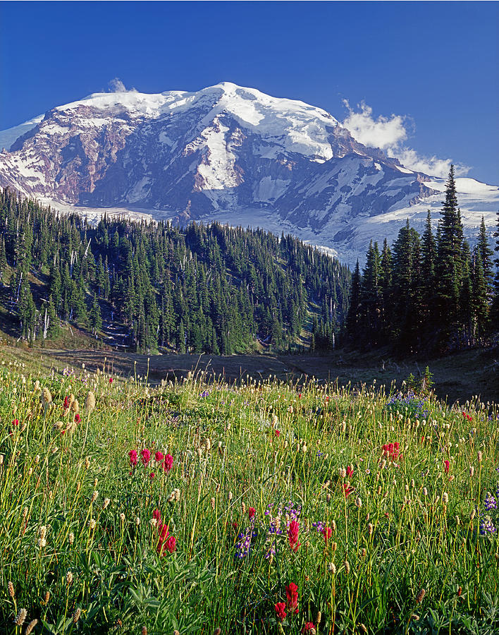 2M4856-Mt. Rainier from Moraine Park  Photograph by Ed  Cooper Photography