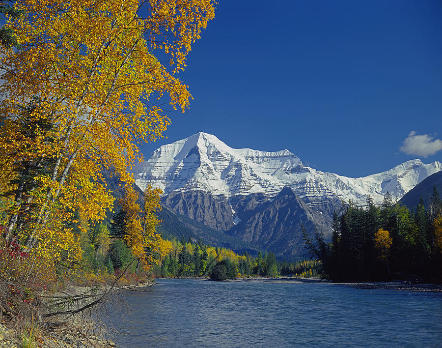 1M2438-H-Mt. Robson and Fraser River in Autumn  Photograph by Ed  Cooper Photography