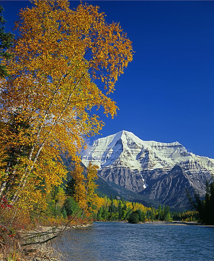 1M2439-V-Mt. Robson and Fraser River in Autumn   Photograph by Ed  Cooper Photography