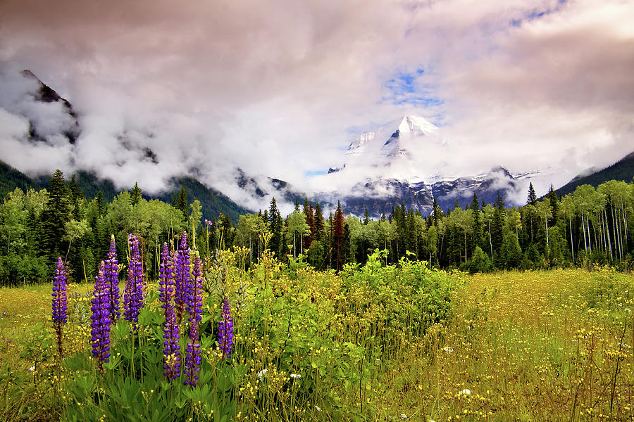 Tree Photograph - Mt. Robson and Lupens by Julius Reque
