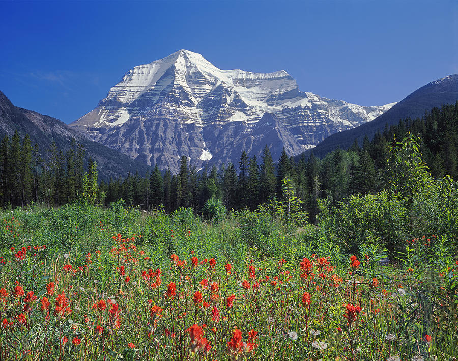 1M2426-H-Mt. Robson with Paintbrush  Photograph by Ed  Cooper Photography