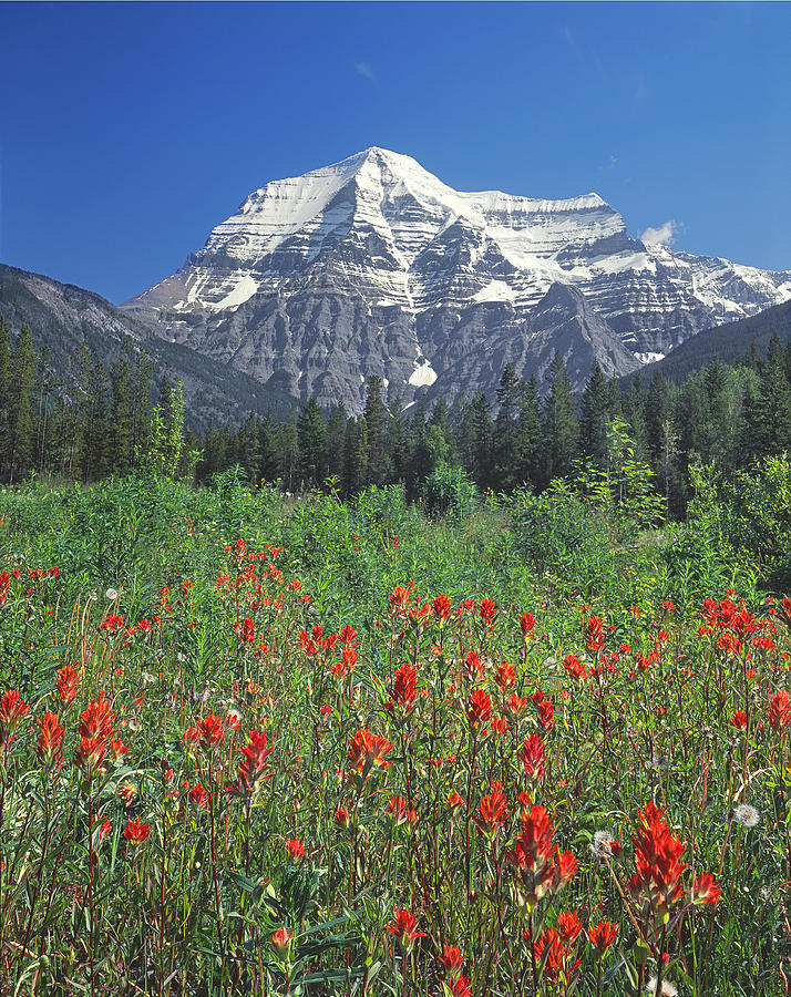 1M2427-V-Mt. Robson with Paintbrush V  Photograph by Ed  Cooper Photography