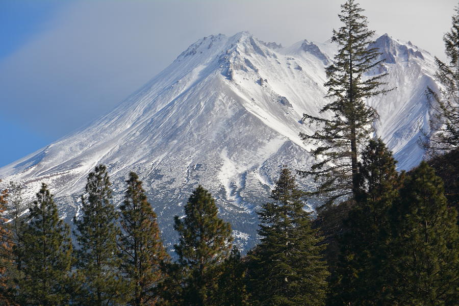 Mt Shasta and Trees Photograph by Sonja Bratz - Pixels