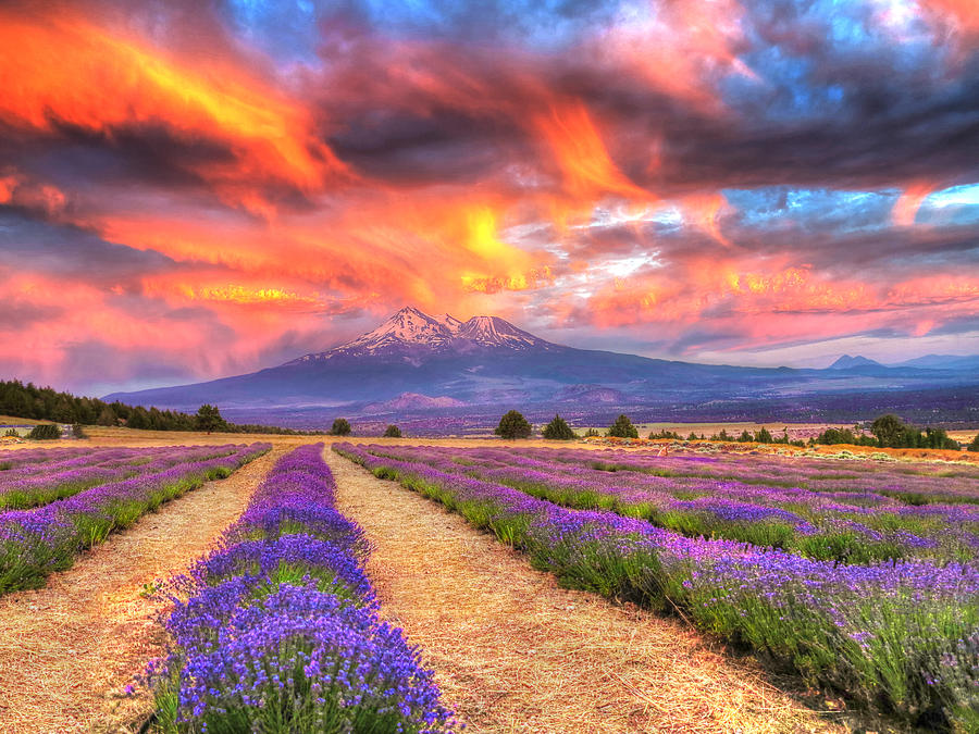 Mt. Shasta Lavender Farm Photograph by Jeff Leland