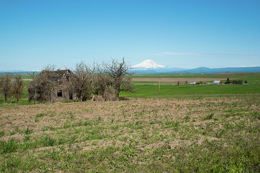 Mt St. Helens and Old House Photograph by Tom Cochran