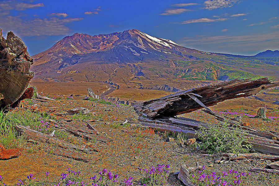 Mt St Helens and Wildflowers Photograph by Rich Walter