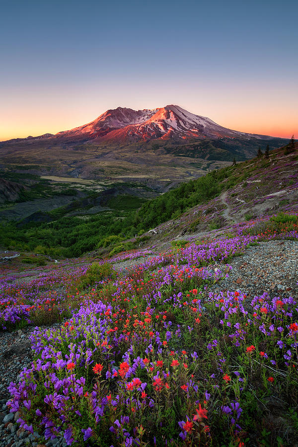 Mt. St. Helens Sunrise Photograph by Ryan McGinnis - Fine Art America