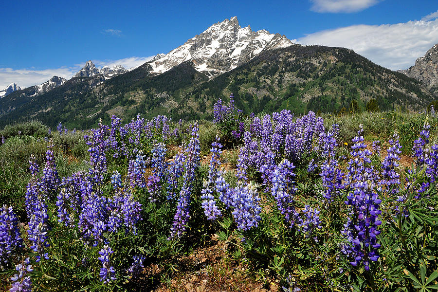 Mt. Teewinot and Lupine Photograph by Alan Lenk