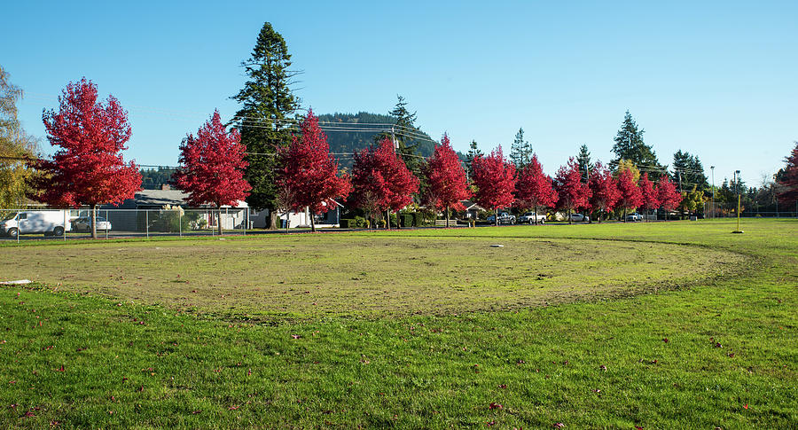 Mt Vernon Crimson Maples Photograph by Tom Cochran