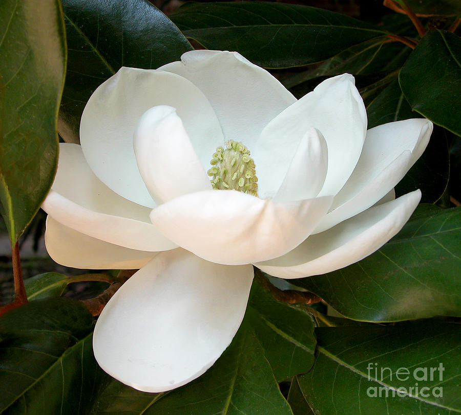Mt. Vernon Magnolia Photograph by Kathleen Gauthier Mt. Vernon Magnolia Photograph by Kathleen Gauthier