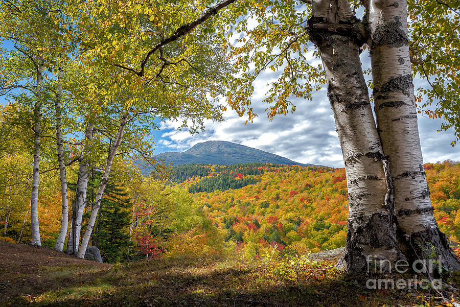 Mt Washington Photograph - Mt Washington and Birches by Scott Thorp