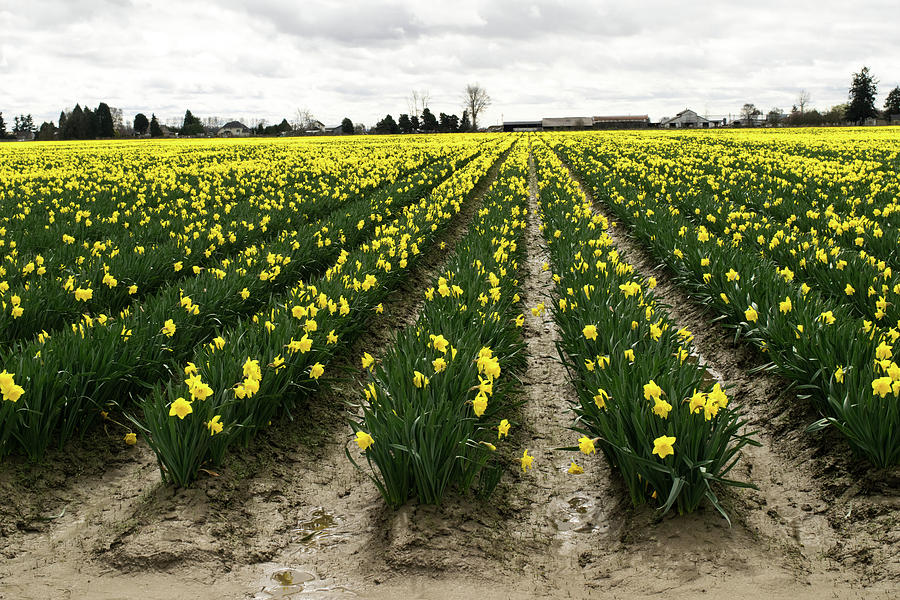 Mud between the Daffodils Photograph by Tom Cochran