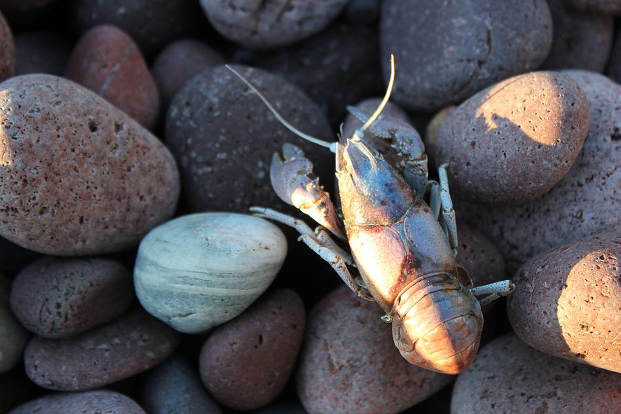 Mud Bug Photograph by Two Bridges North - Fine Art America