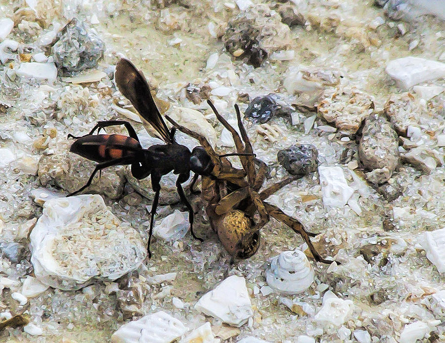 Spider Photograph - Mud Dauber Wasp and Prey by Edelberto Cabrera