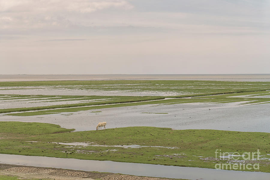 Mud flats in the north of the Netherlands Photograph by Patricia Hofmeester