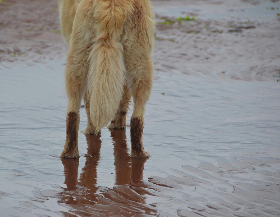 Mud Froliker Photograph by Deb Kimmett