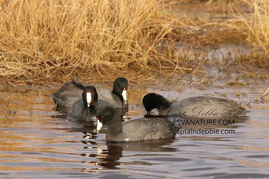 Mud Hens in the Marsh 3 Photograph by Captain Debbie Ritter Fine Art