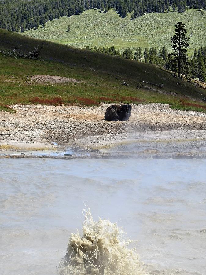 Yellowstone National Park Photograph - Mud Pots Buffalo by Nicole Belvill