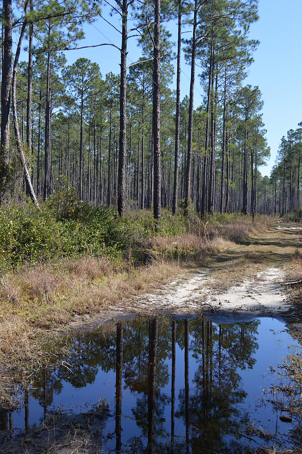 Mud Puddle Forest Reflection Photograph By Roy Erickson - Fine Art America