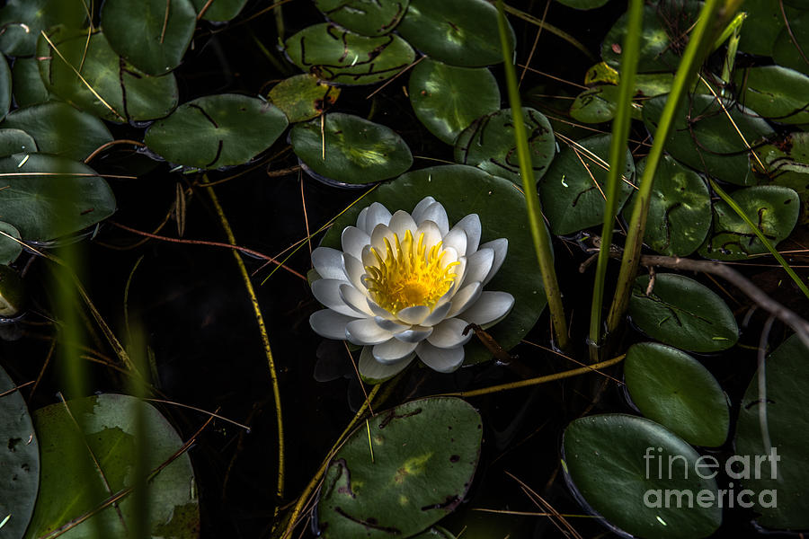 Lily Photograph - Mudd Pond Lily by Sherman Perry