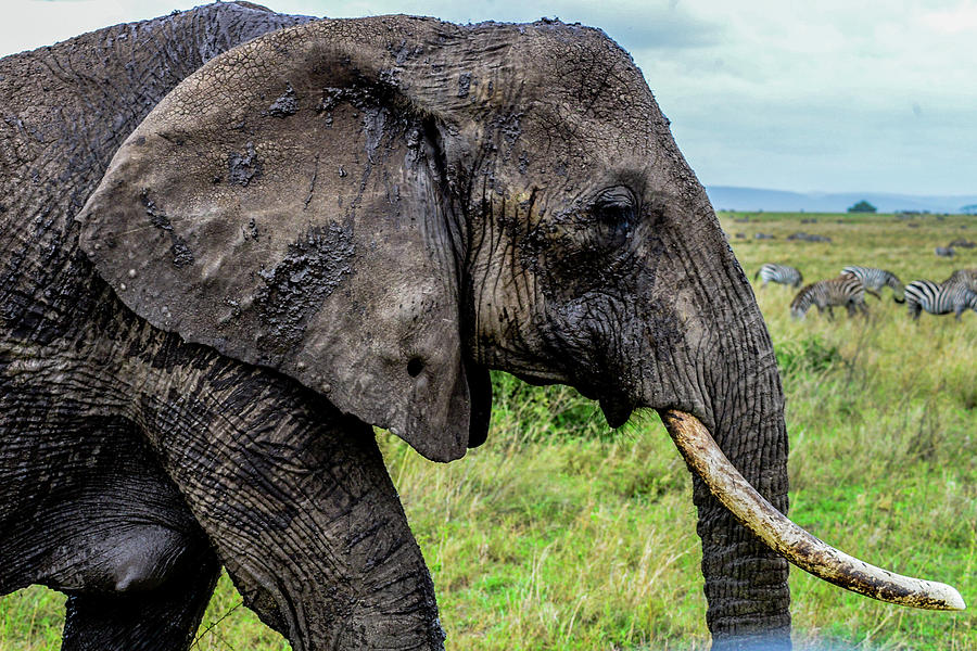 Muddy Elephant Photograph by Marilyn Burton