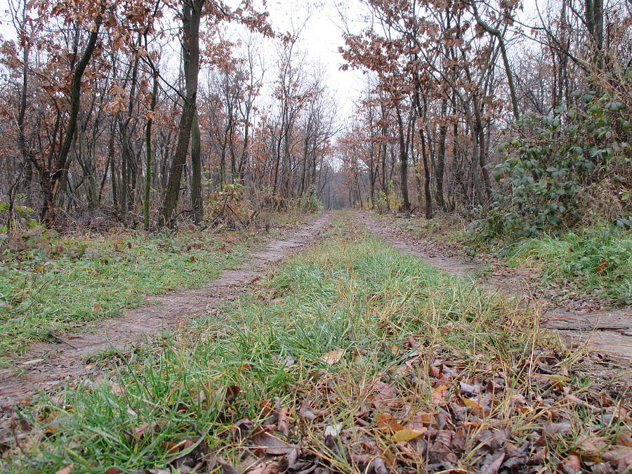 Muddy forest road in autumn Photograph by Marko Dacic - Fine Art America