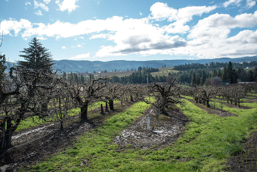 Muddy Orchard in Hood River Photograph by Tom Cochran