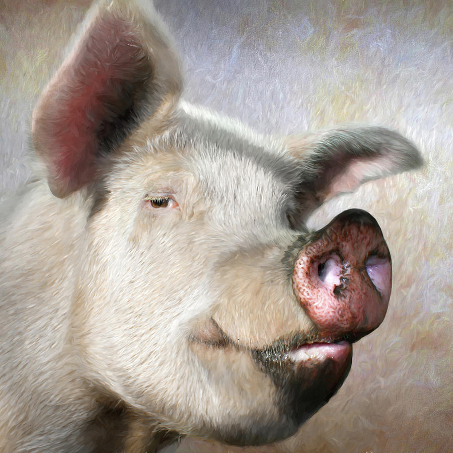 Muddy Pig Portrait Photograph by Lori Deiter