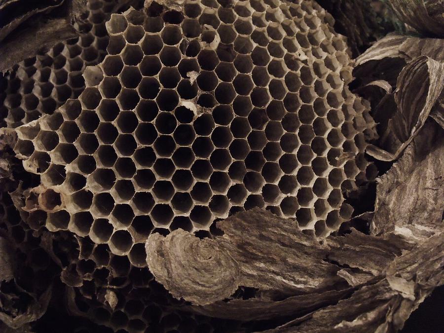 Mudwasp Nest 6 Photograph by Anna Villarreal Garbis - Fine Art America