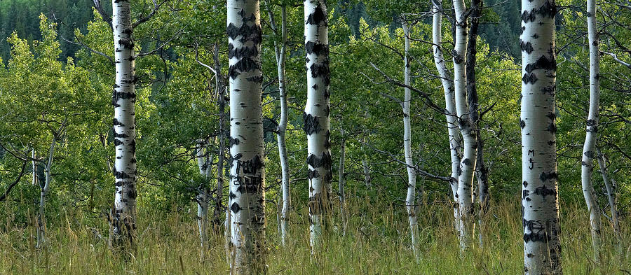 Mug - Aspen trees Photograph by Inge Riis McDonald