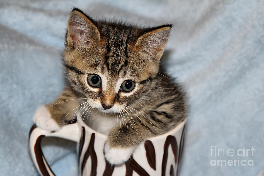Mug Kitten Photograph by Teresa Zieba
