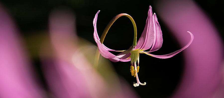 Mug - Pink Fawn Lily Photograph by Inge Riis McDonald