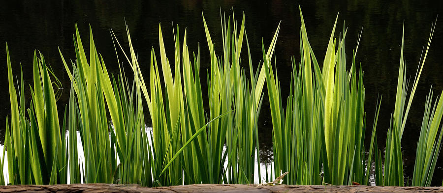 Mug - Spring Reeds Photograph by Inge Riis McDonald