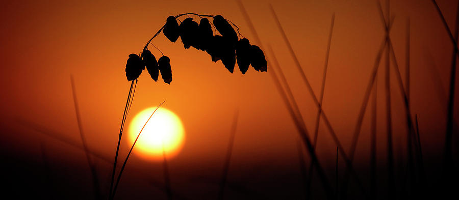 Mug - Sunset Photograph by Inge Riis McDonald