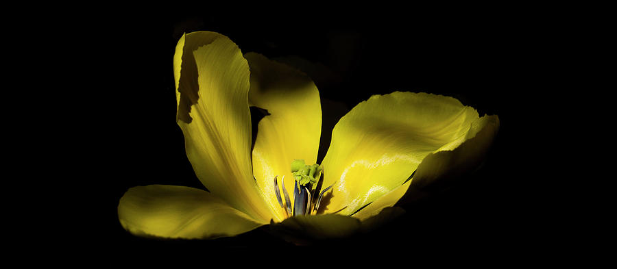 Mug - Yellow Tulip Photograph by Inge Riis McDonald