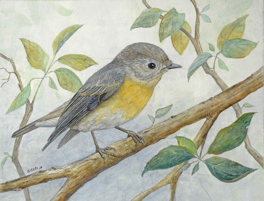 Mugimaki Flycatcher Painting by Sandy Clift