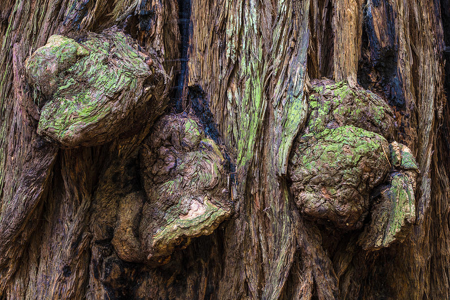 Muir Redwoods Three Knots Photograph by John McGraw