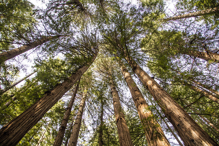 Muir Redwoods Looking Up  Photograph by John McGraw