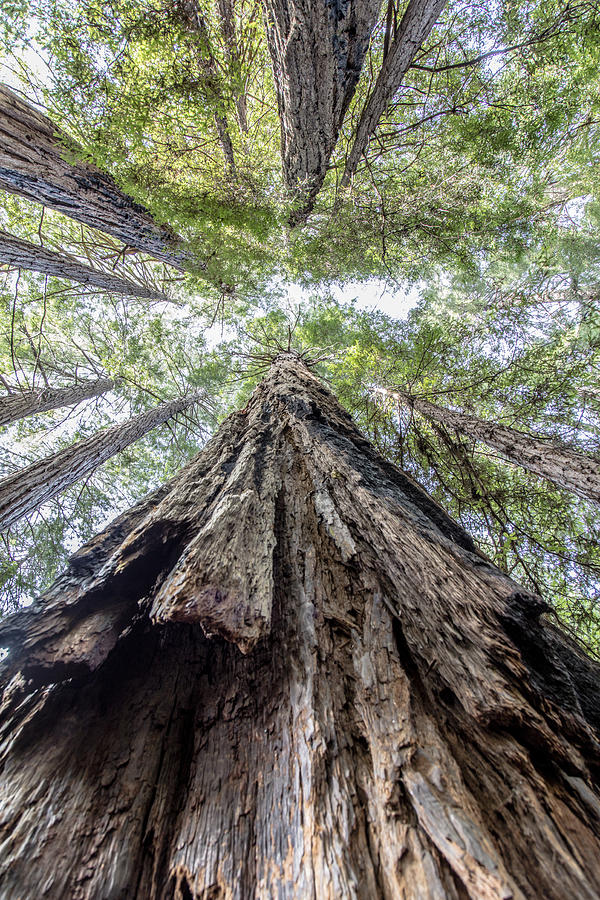 Muir Redwoods National Park Photograph by John McGraw