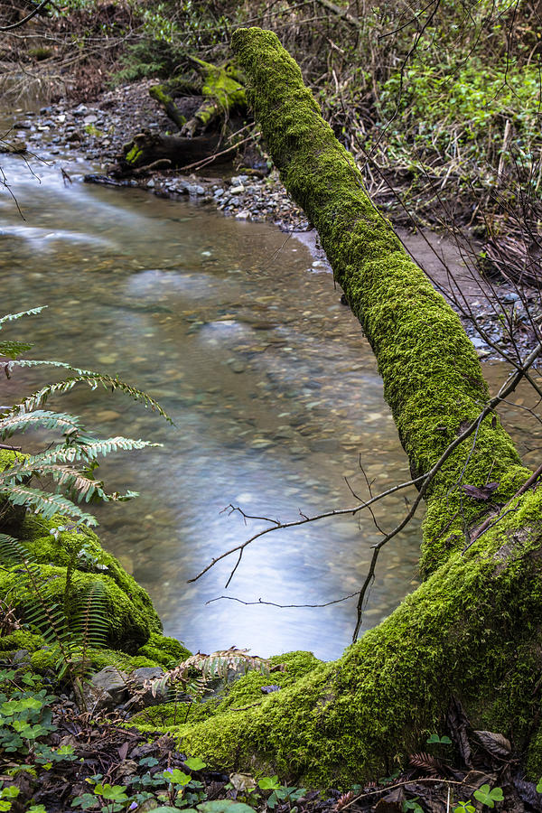 Muir Redwoods stream  Photograph by John McGraw