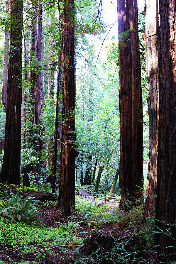 Muir Woods 1 Photograph by Megan Swormstedt